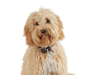 places to buy a golden retriever in san juan Petco Dog Grooming