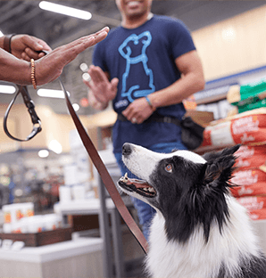 canine trainers san juan Petco Dog Training