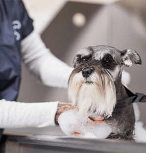 dog groomers in san juan Petco Dog Grooming