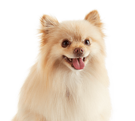 places to buy a golden retriever in san juan Petco Dog Grooming