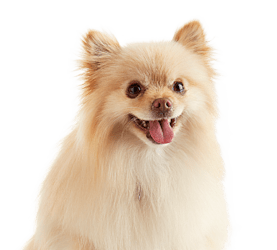 dog groomers in san juan Petco Dog Grooming