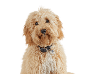 dog groomers in san juan Petco Dog Grooming